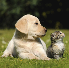 Veterinaires